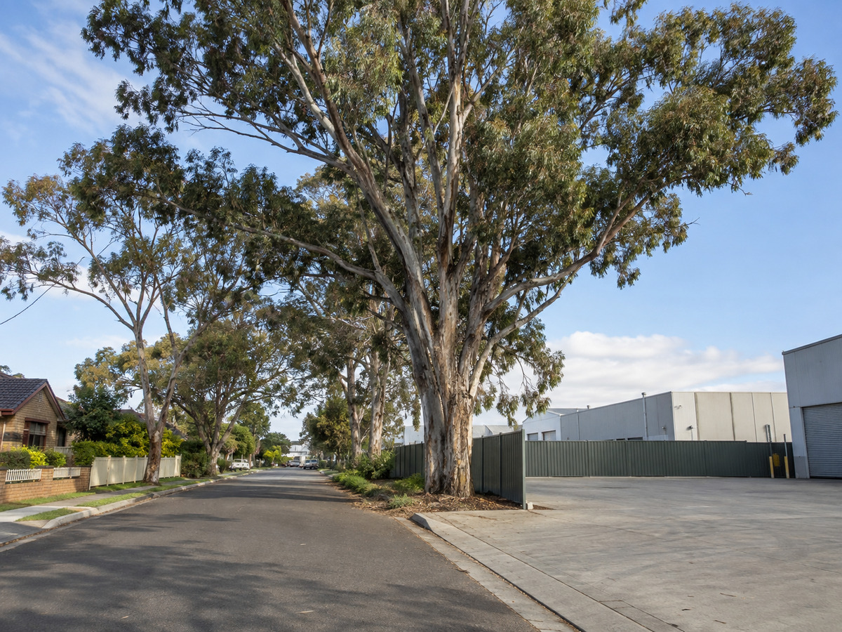 Mature eucalypts on a street where residential homes meet low-rise industrial land