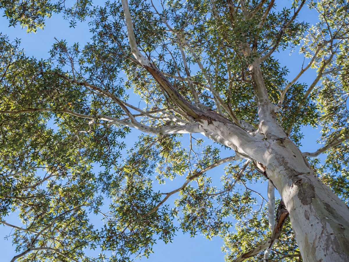 Mature eucalypt canopy over a Canterbury-Bankstown residential street