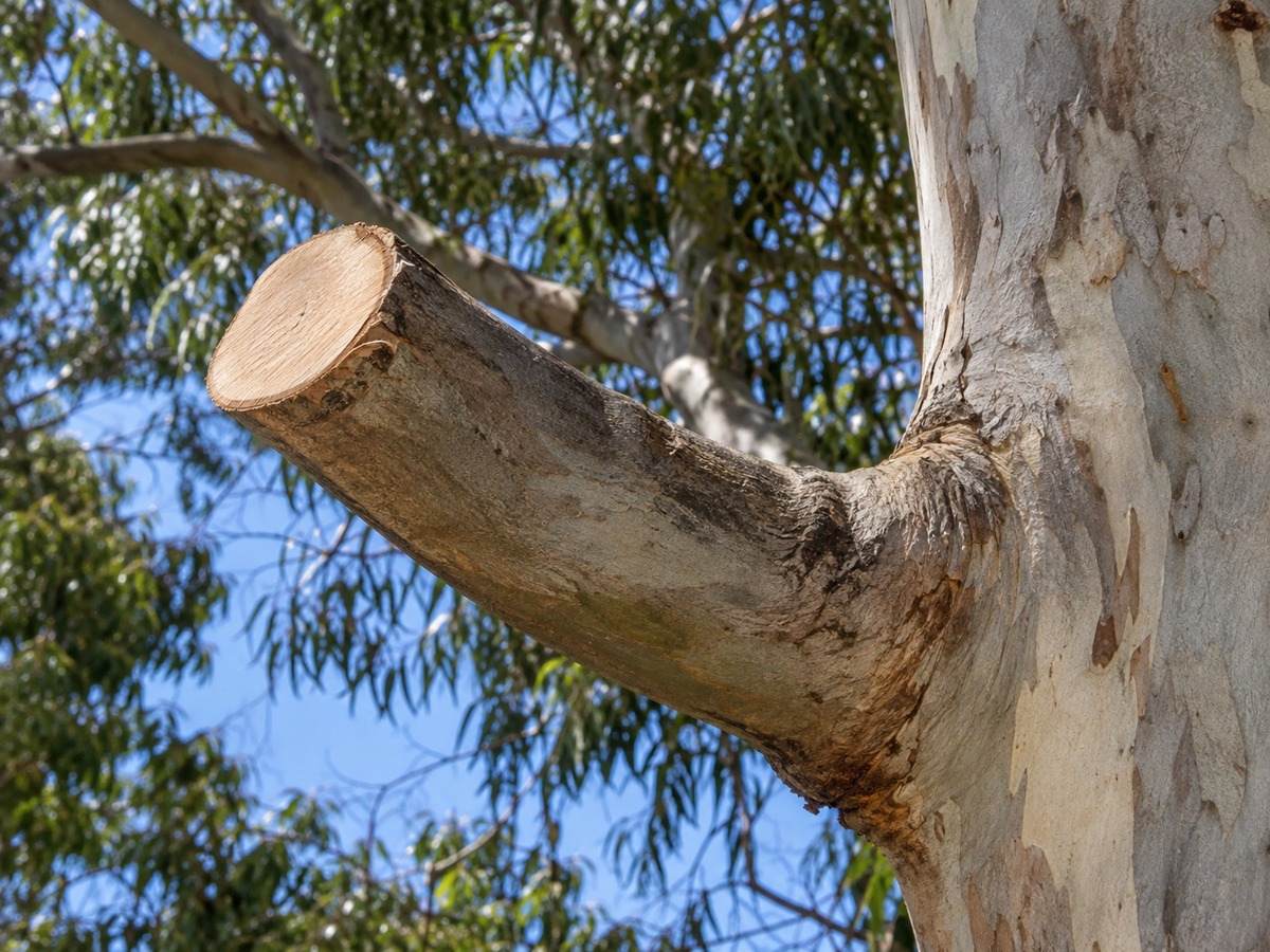 Clean pruning cut on a mature eucalypt limb showing the branch collar