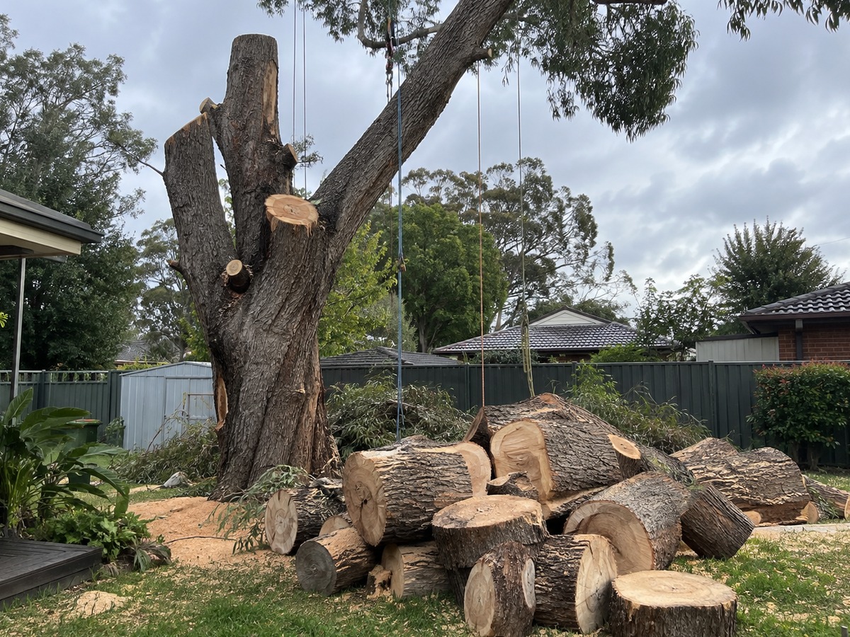 Large tree being dismantled in sections with cut timber rounds stacked on the lawn