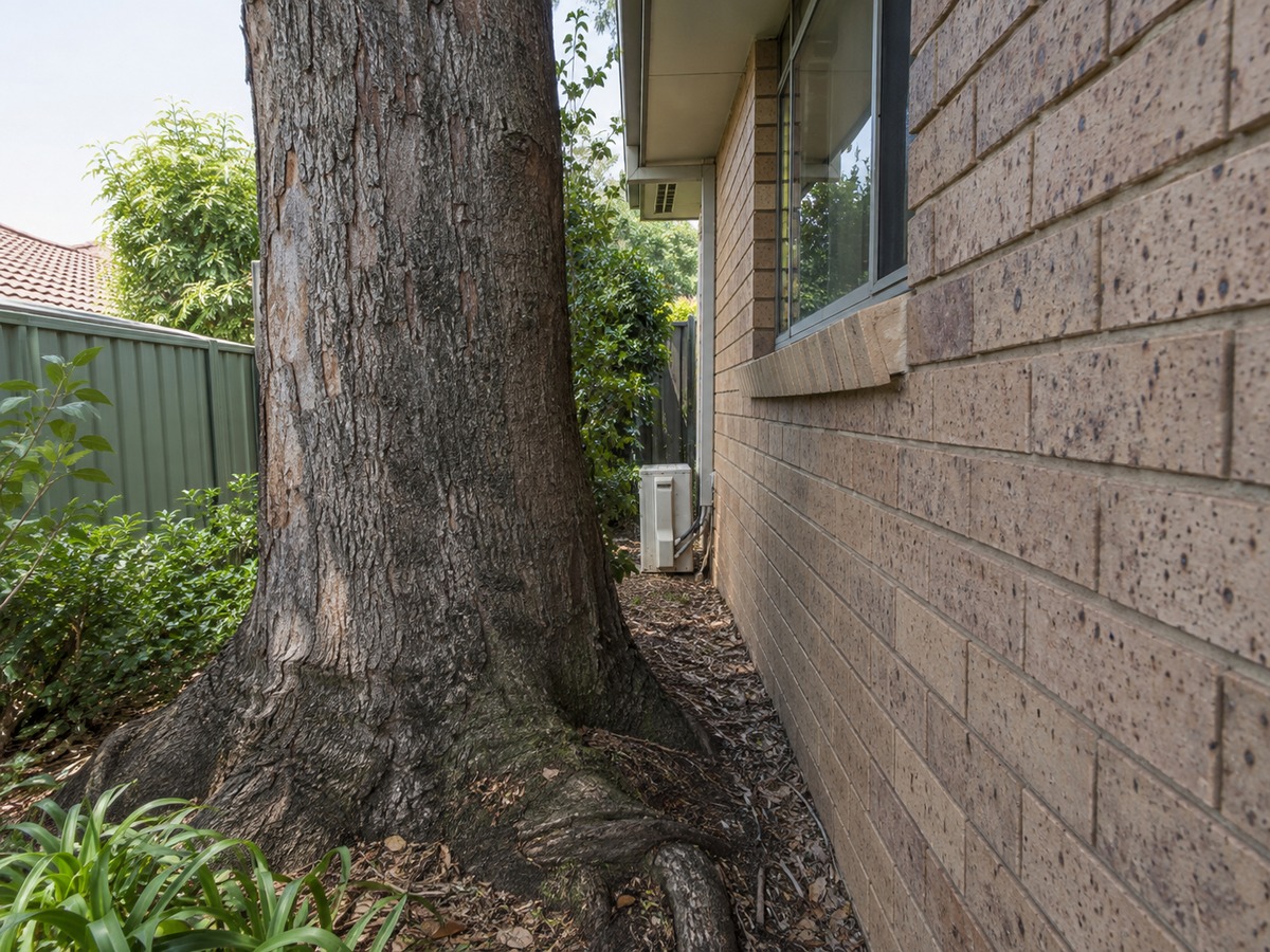 Mature tree growing close to the external brick wall of a suburban home